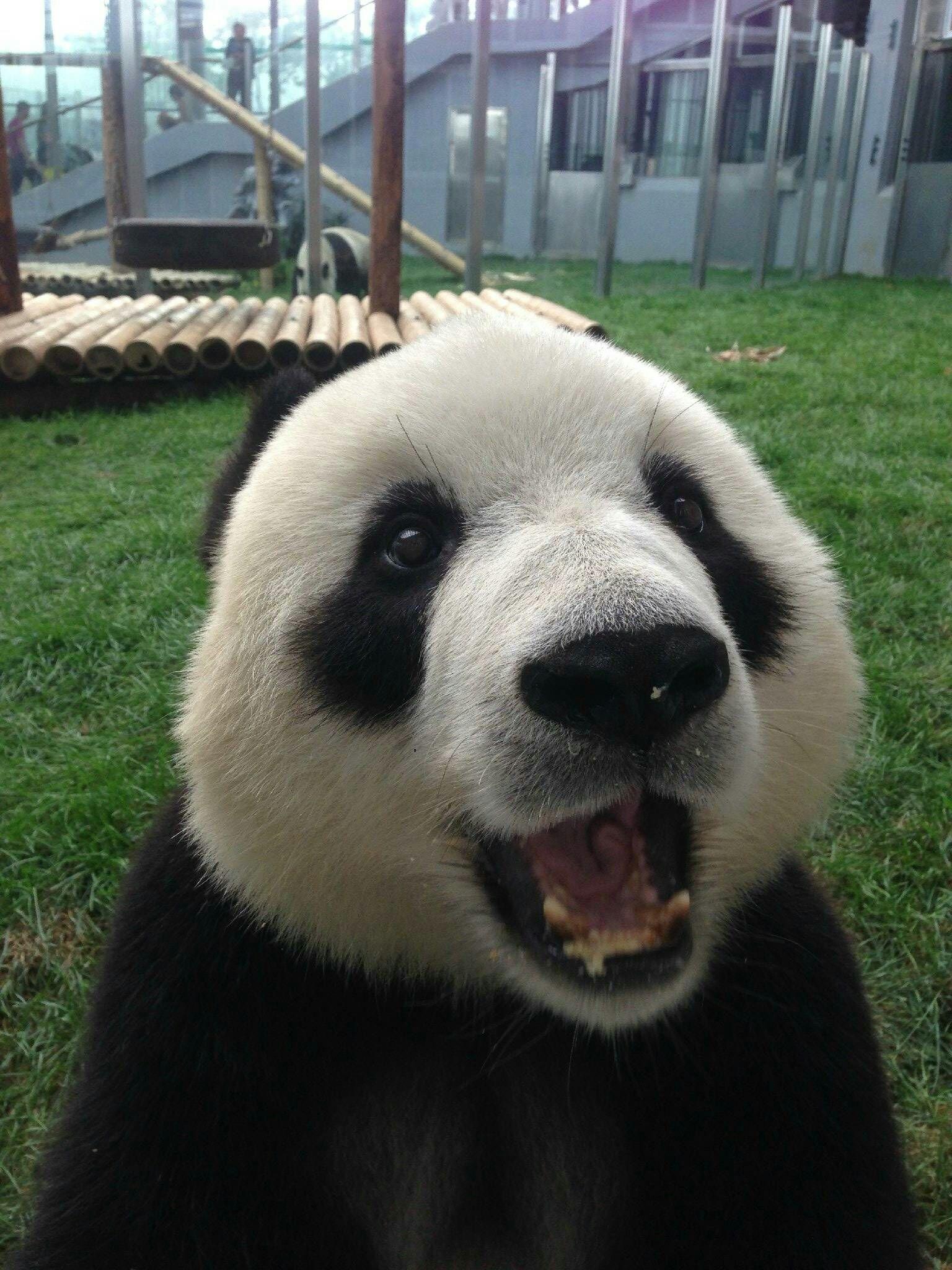 熊猫有情绪表情吗?它的喜怒哀乐会从脸部表情表现出来吗? - 知乎