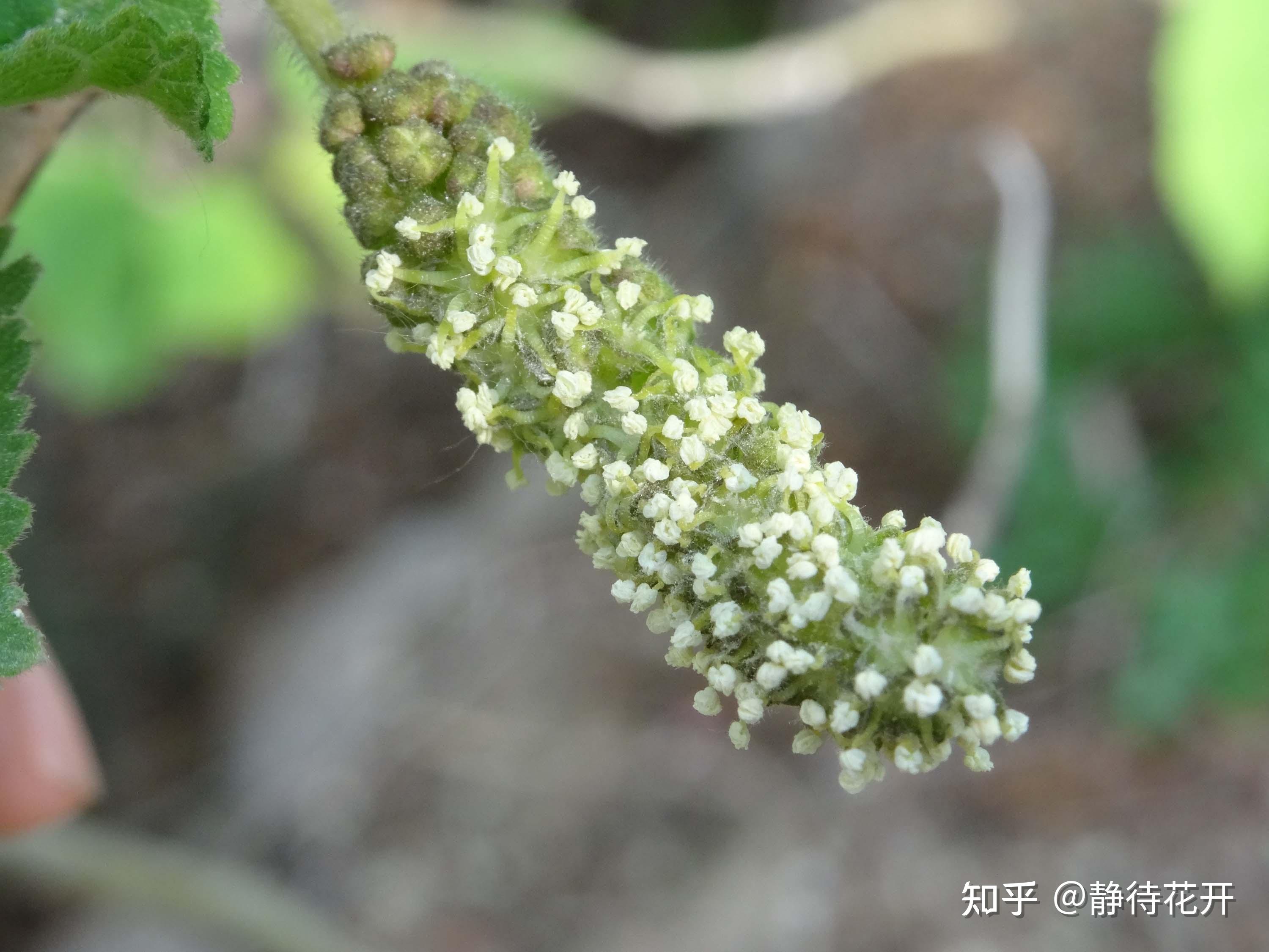 构树的果实是什么样子？ - 知乎