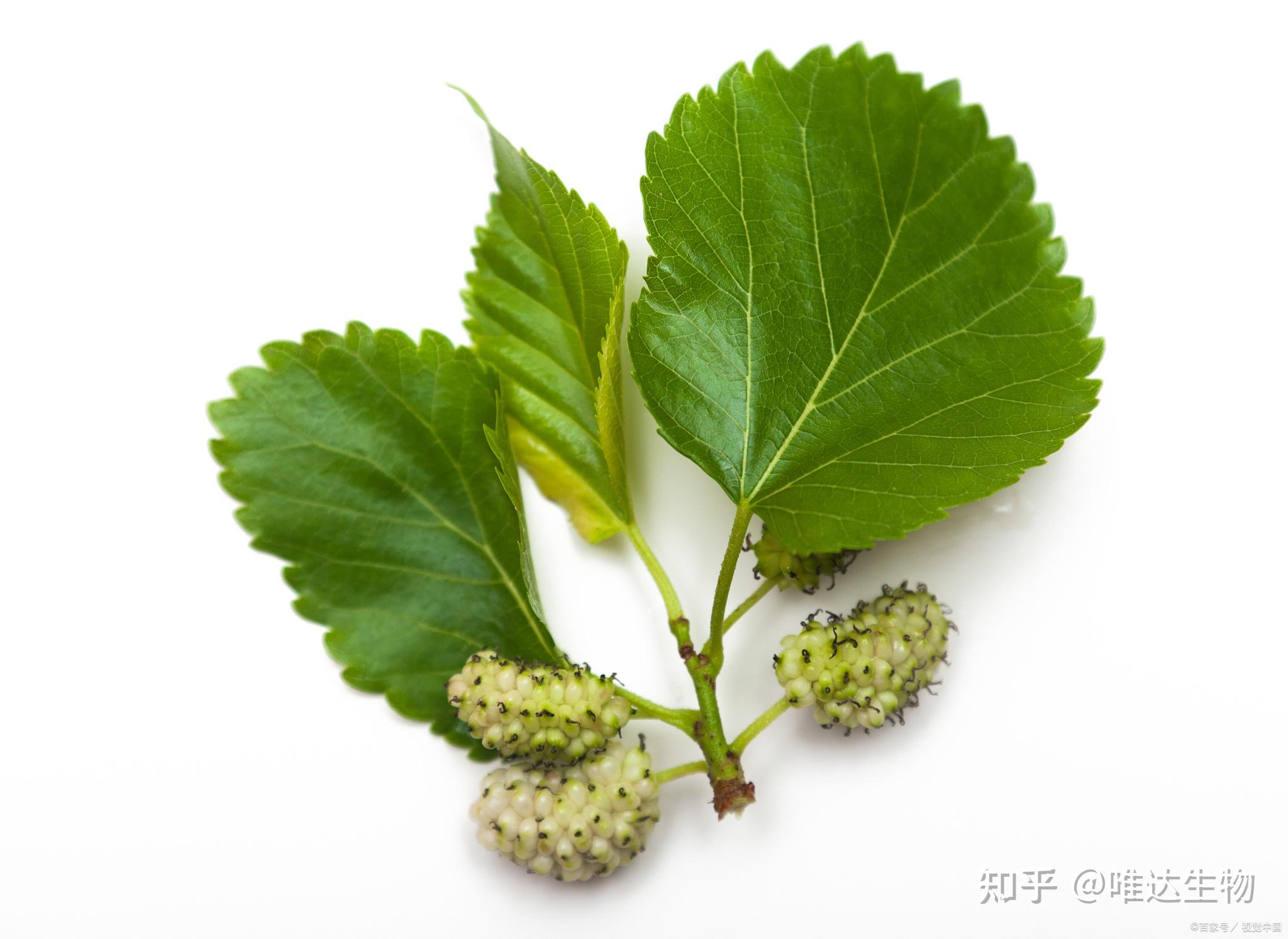 “降糖利器”| 桑多安®桑叶提取物 - 知乎