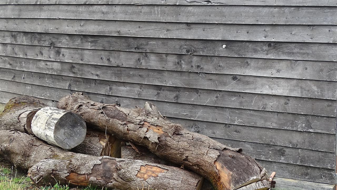 树干有什么作用