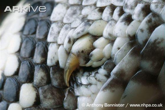 你知道的最冷的冷知识是什么? - 知乎