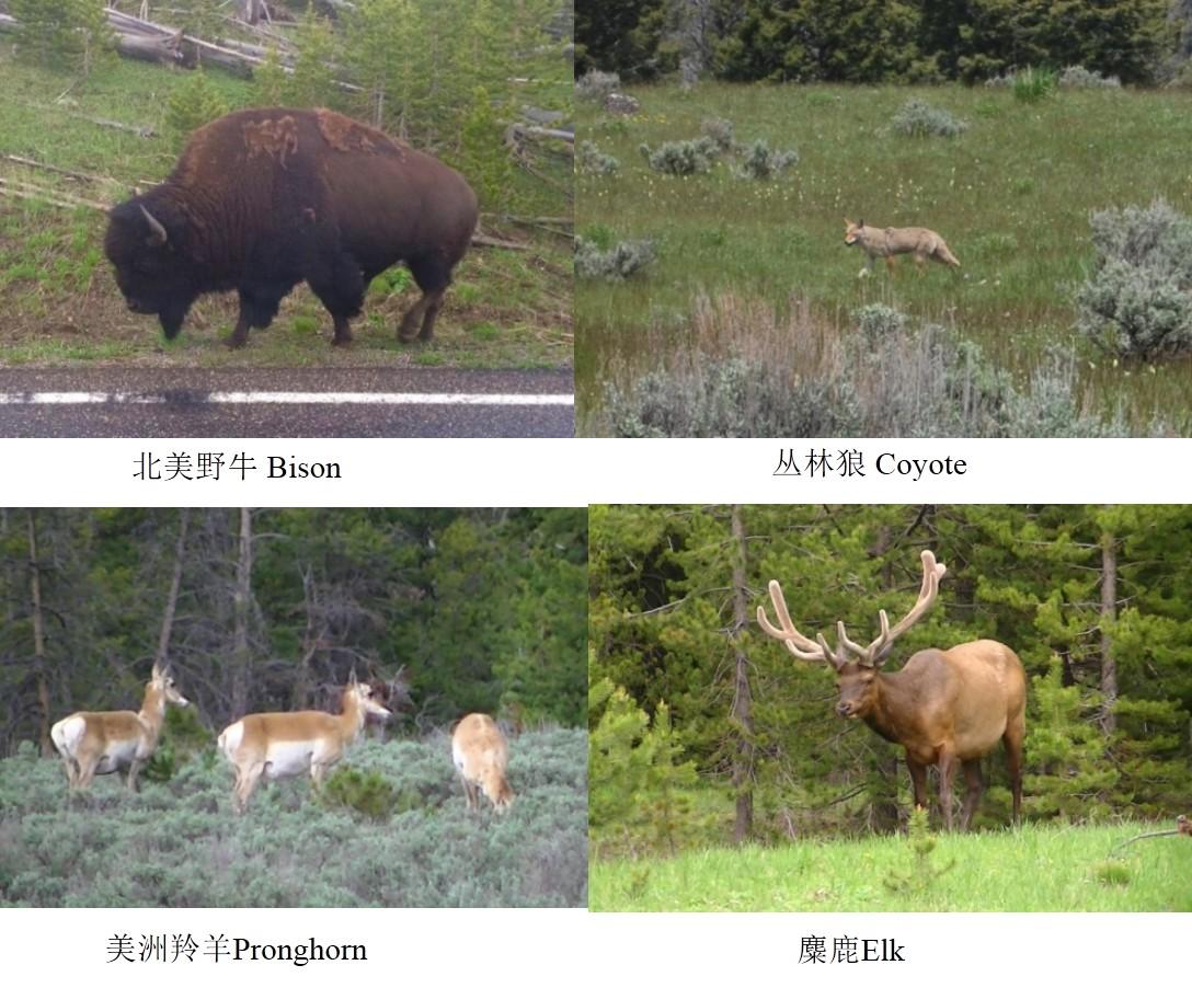 想去美国公路旅行甚至是横穿美国,怎样入手做自驾游计划比较好?