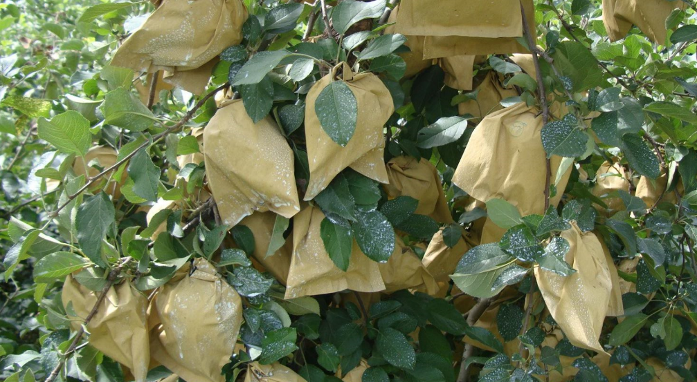 咖喱果上面有疙瘩,不知道是什么原因?