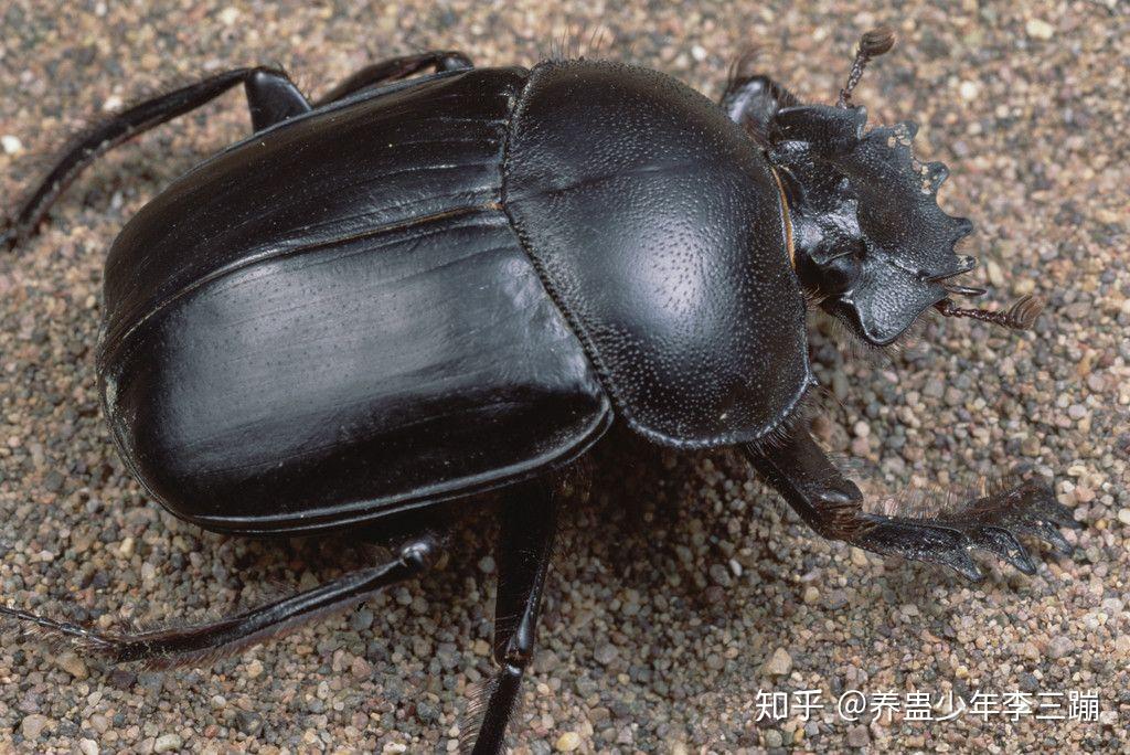 小黑甲虫图片