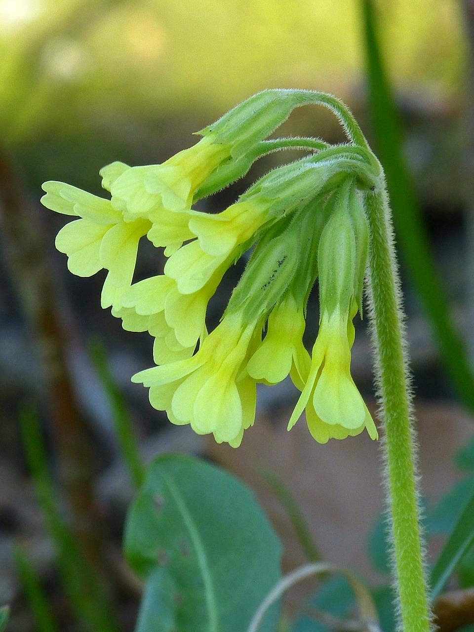 南山姜怎么辨认