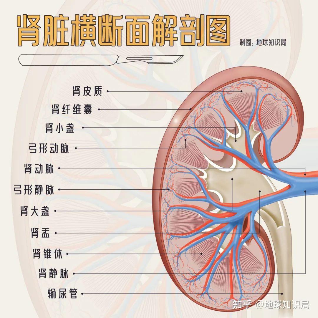 猪的肾脏的结构图图片