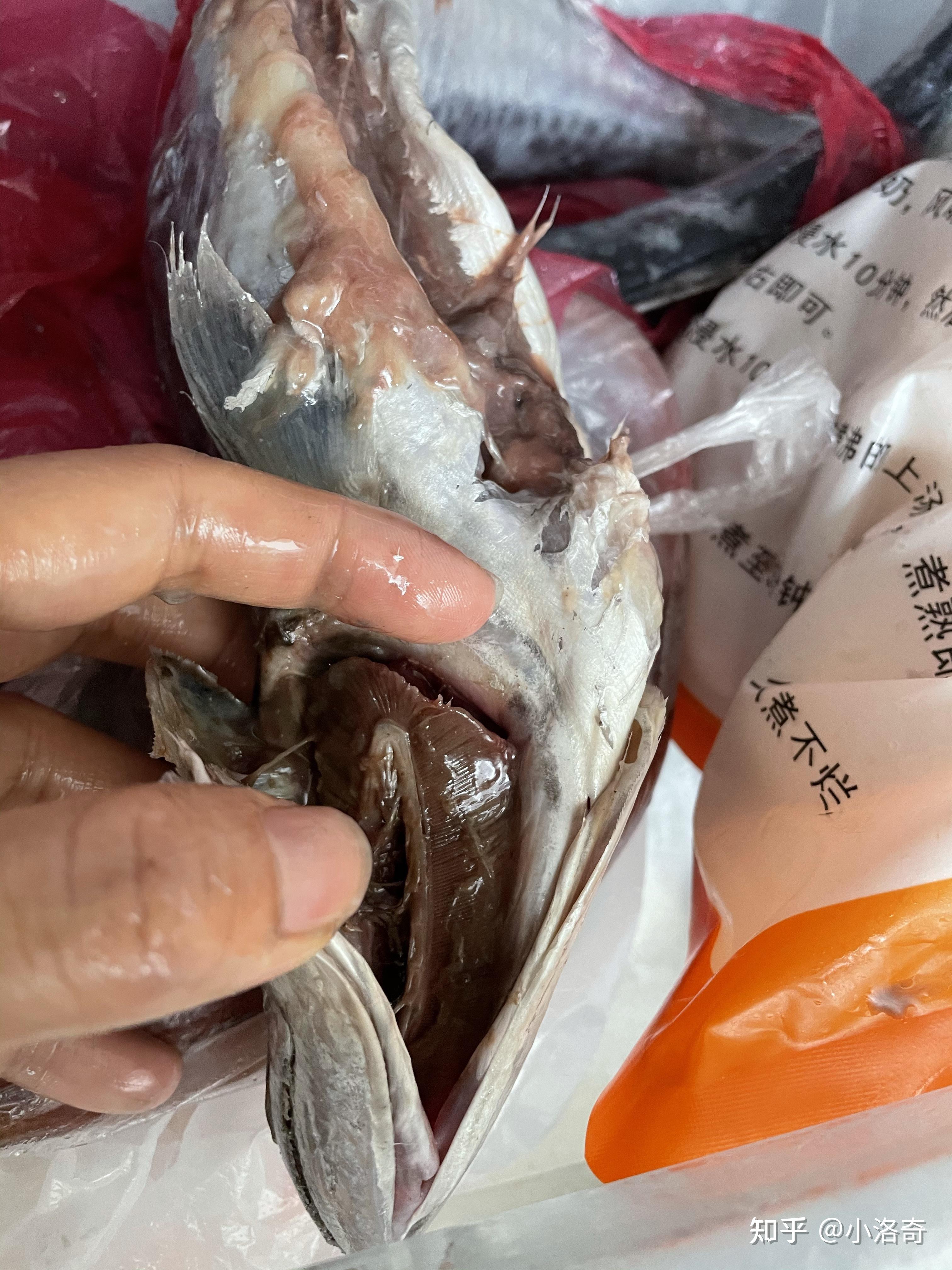 菜市场冰冻马鲛鱼? - 知乎