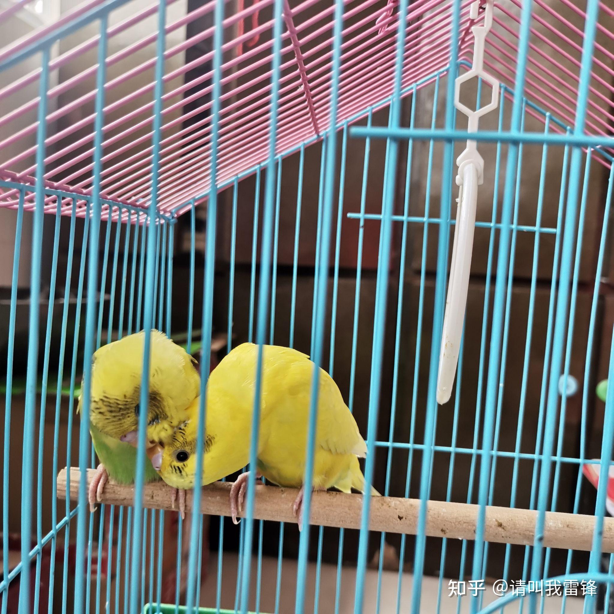 虎皮鹦鹉拉稀请问该怎么办