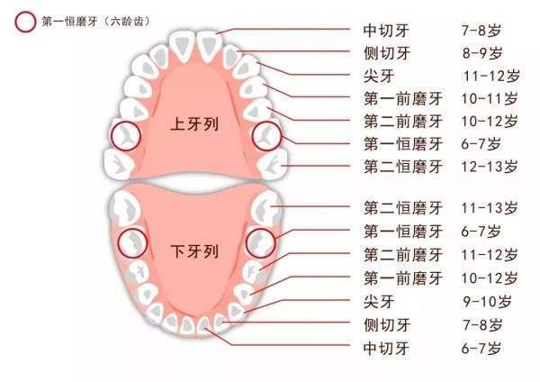 牙齿的分类名称图片图片