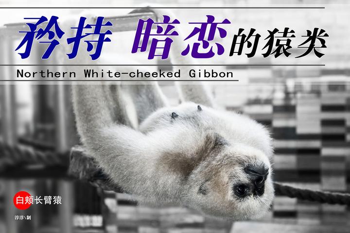 矜持、暗恋的猿类 - 知乎