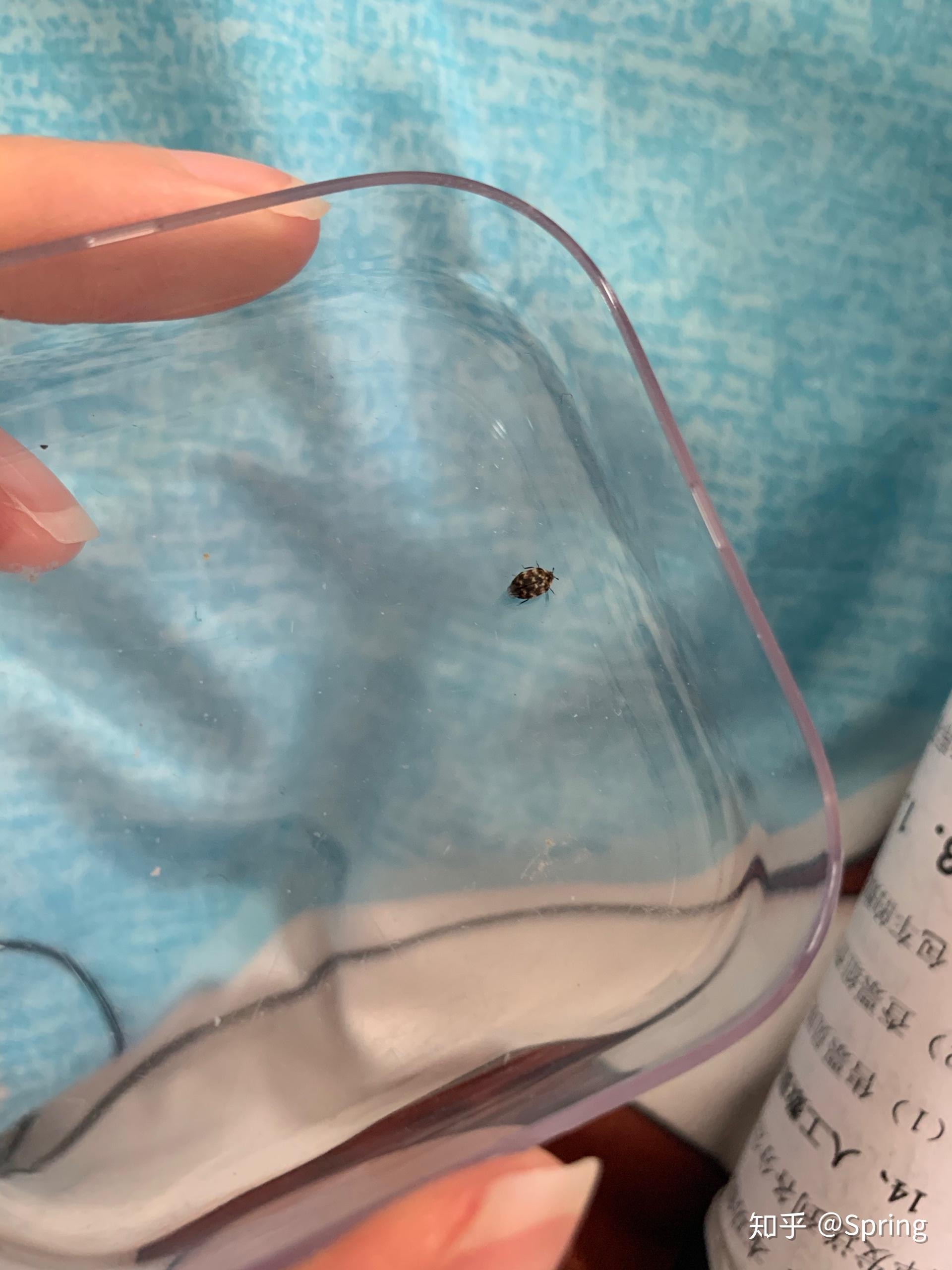 卧室里出现的黑色的小虫子,有白色的纹路,这是什么虫?