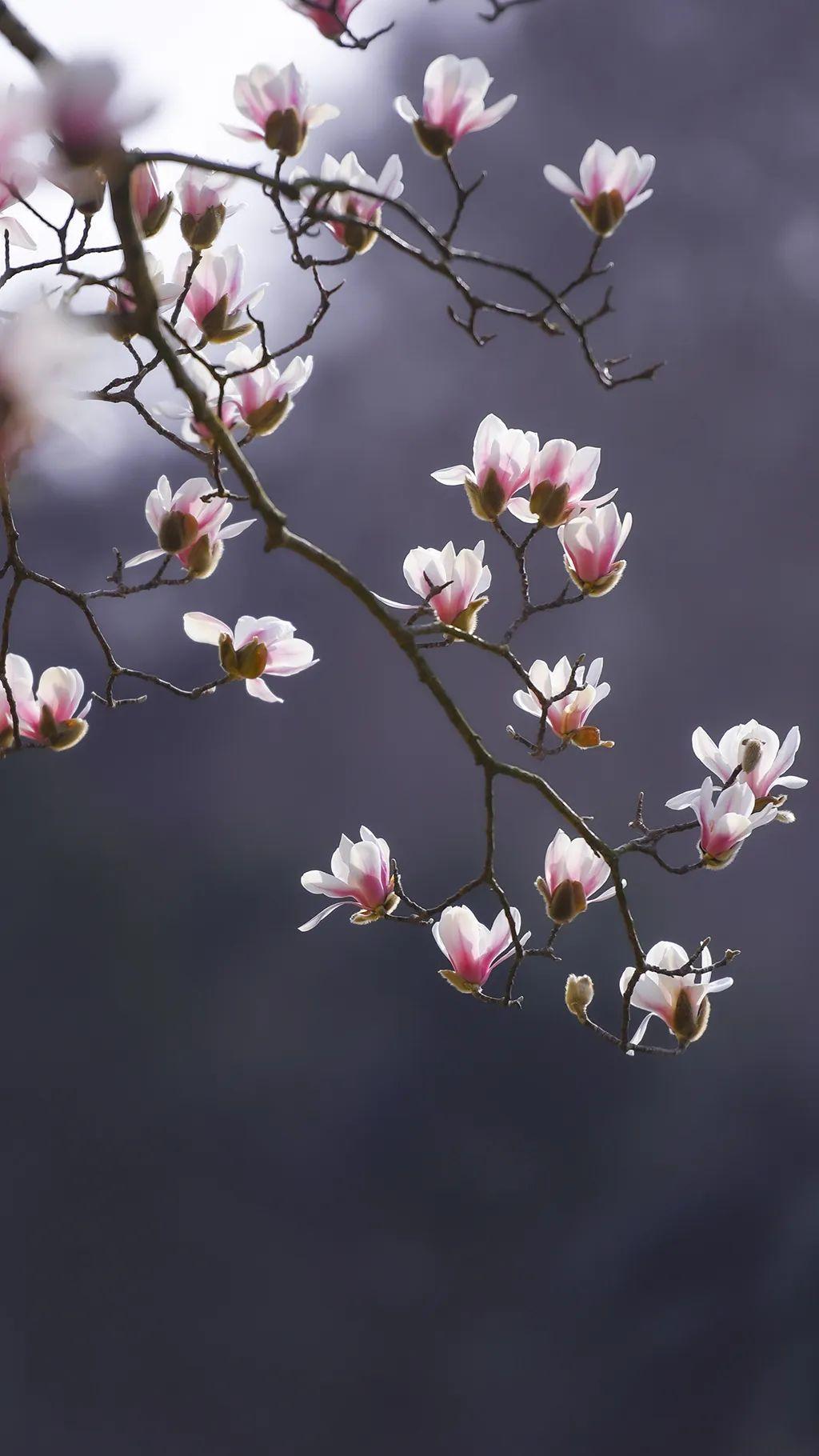 玉兰花每年的花期是在什么时候？这种花开花后最大的特点是什么？ - 知乎