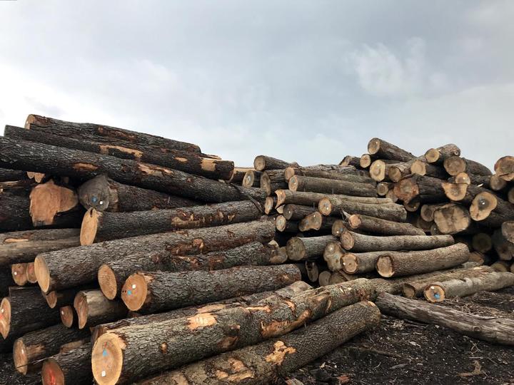 从原木到成品，木材加工需要经过哪些流程？ - 知乎