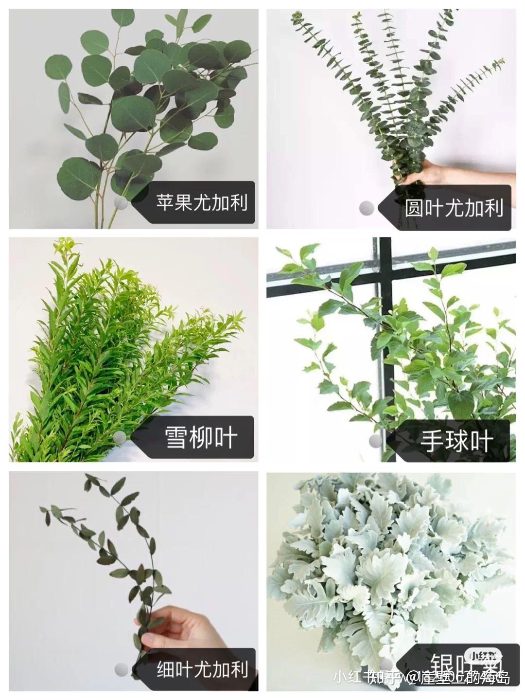 花艺设计和插花中有哪些常见的配叶？ - 知乎