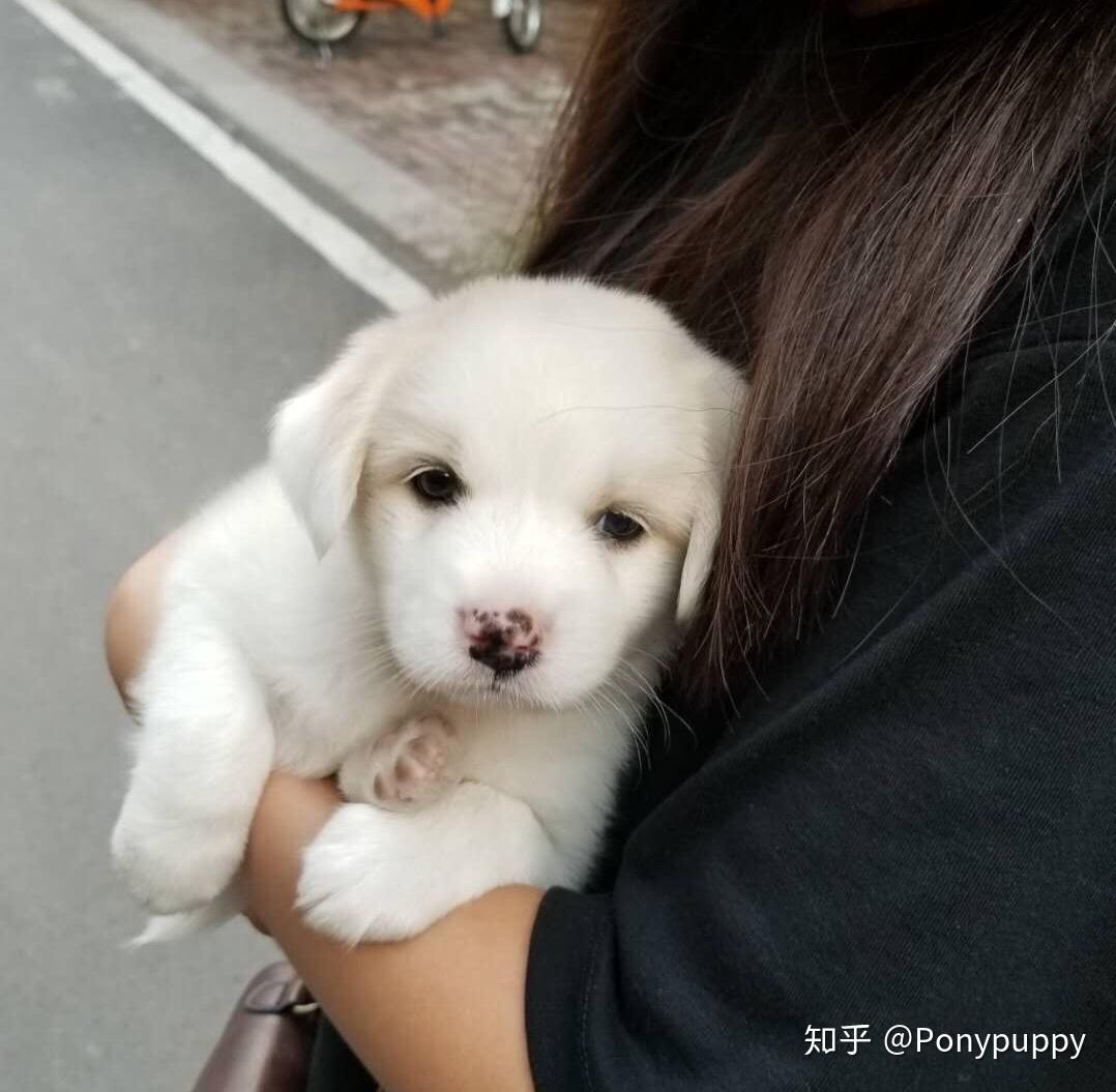 朋友在学校里面捡的一只白串串狗,请问这是什么品种杂交的狗狗?