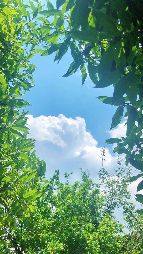 有哪些让你一眼万年的绿色系壁纸?(绿色壁纸大全图片清新自然)