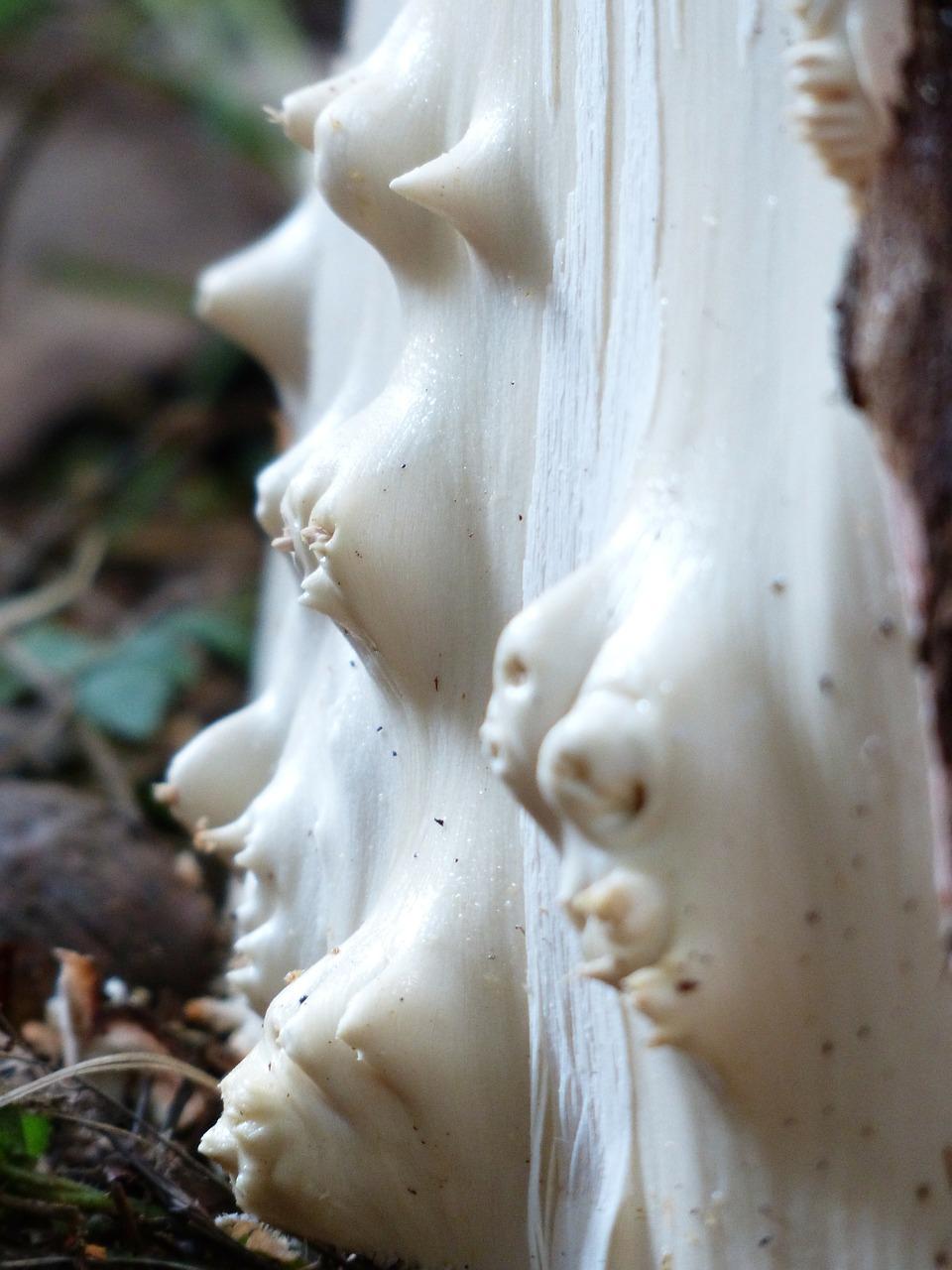 如何辨别银杏木砧板