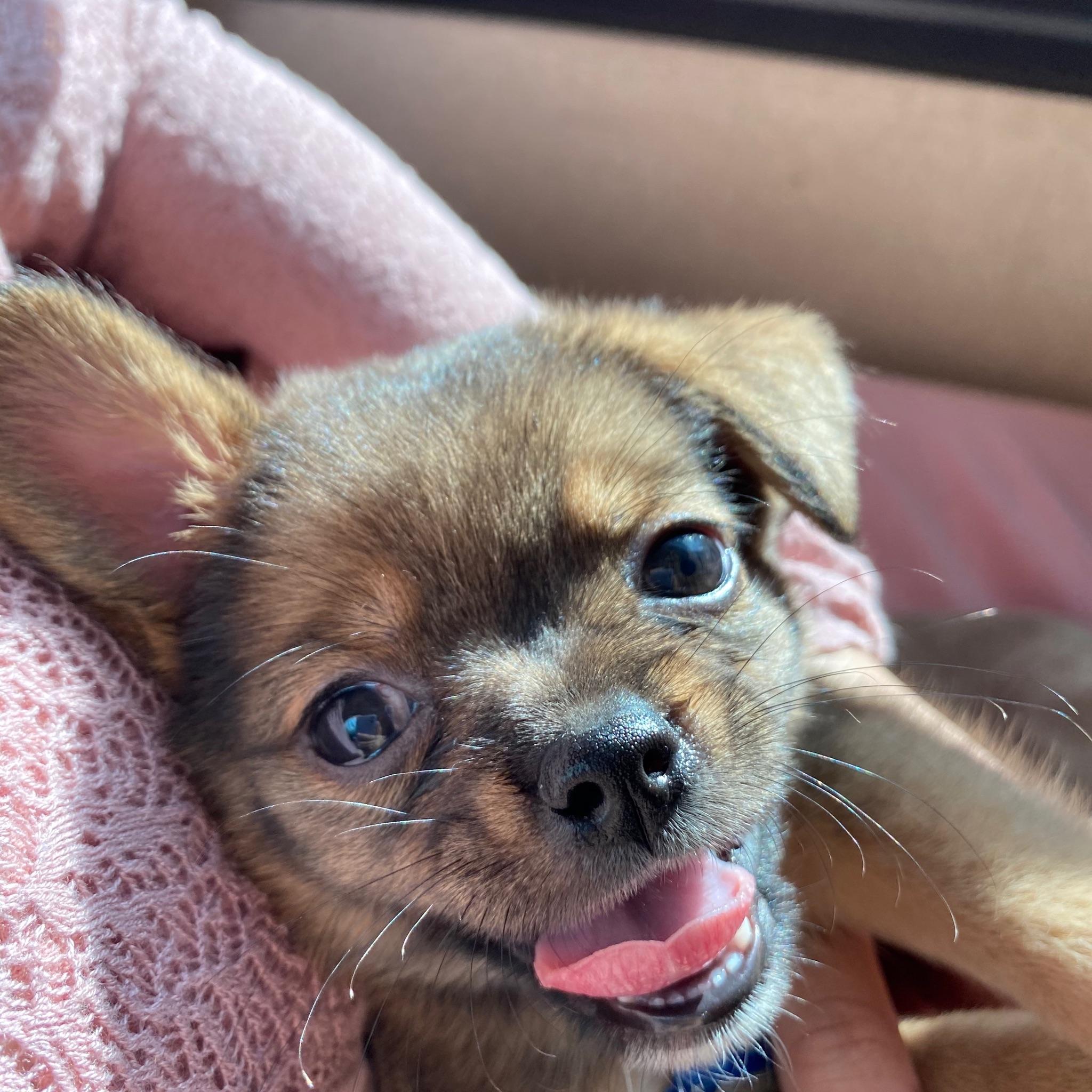 我的吉娃娃不知道和什么狗串的求鉴定