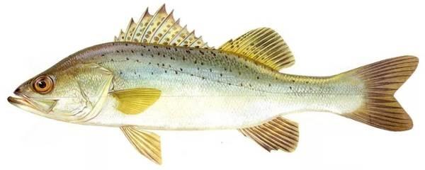 佛山地区加州鲈养殖技术小结