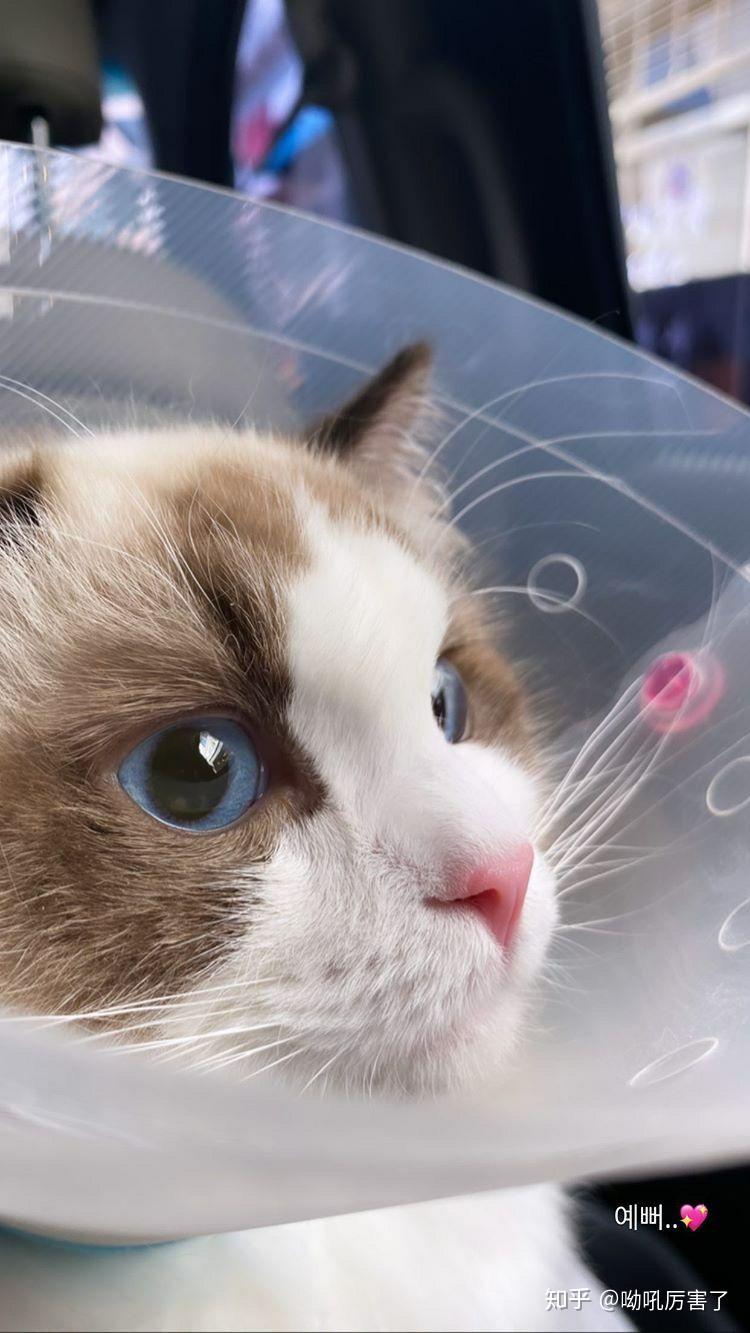 如何区分blackpink成员lisa的两只布偶猫