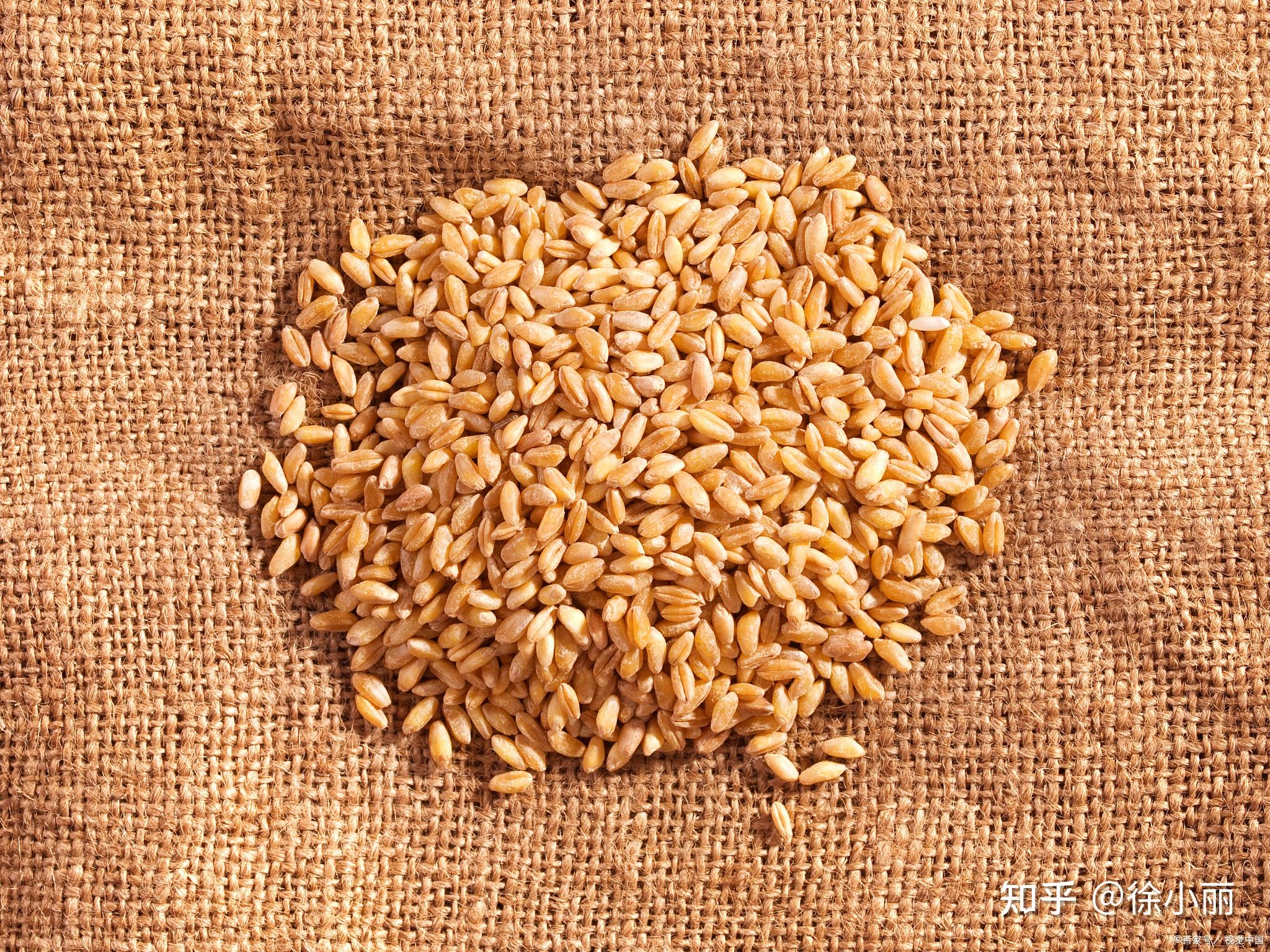 麦芽について詳しく紹介！ホップや麦との違いも解説！ – sakedarake