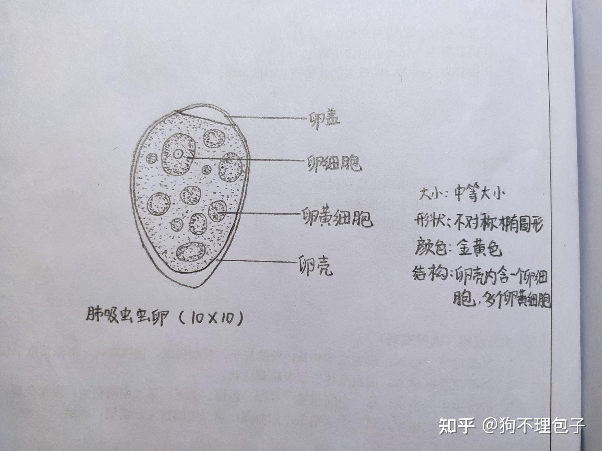 医学生怎么学好生理生化微生物寄生虫?