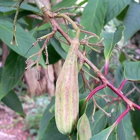 【植物界全系列】杜鹃花目—安息香科（下）：秤锤树 - 知乎