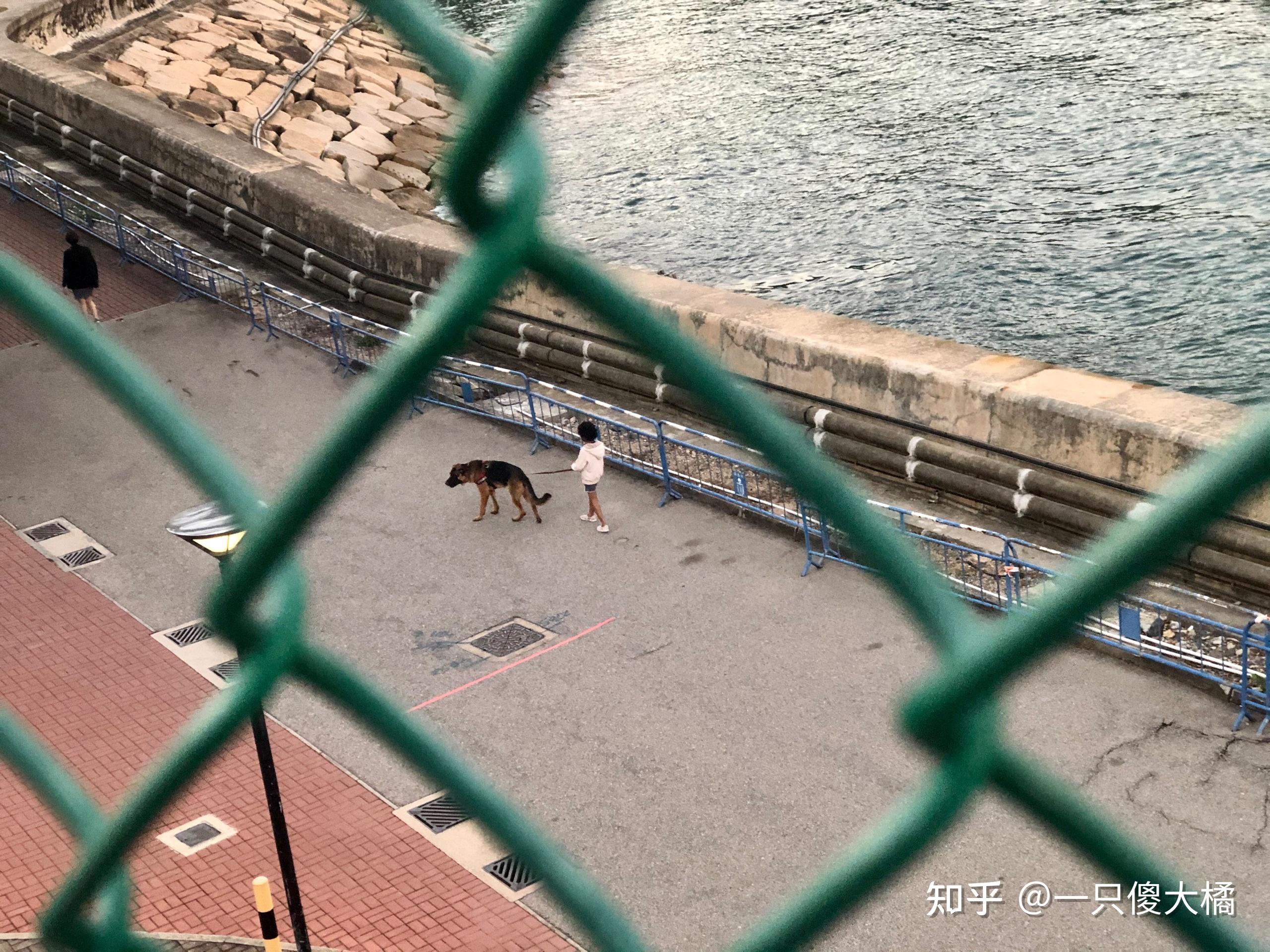 香港科技大學和香港大學相比有哪些優勢和劣勢