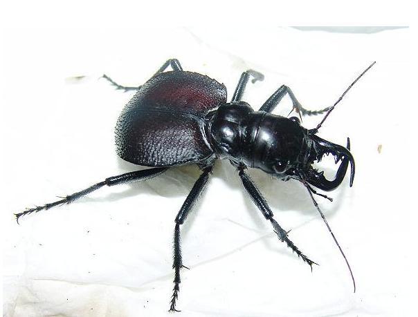 有一种甲虫,有钳子,但是左右不一样大小,是什么甲虫? - 知乎