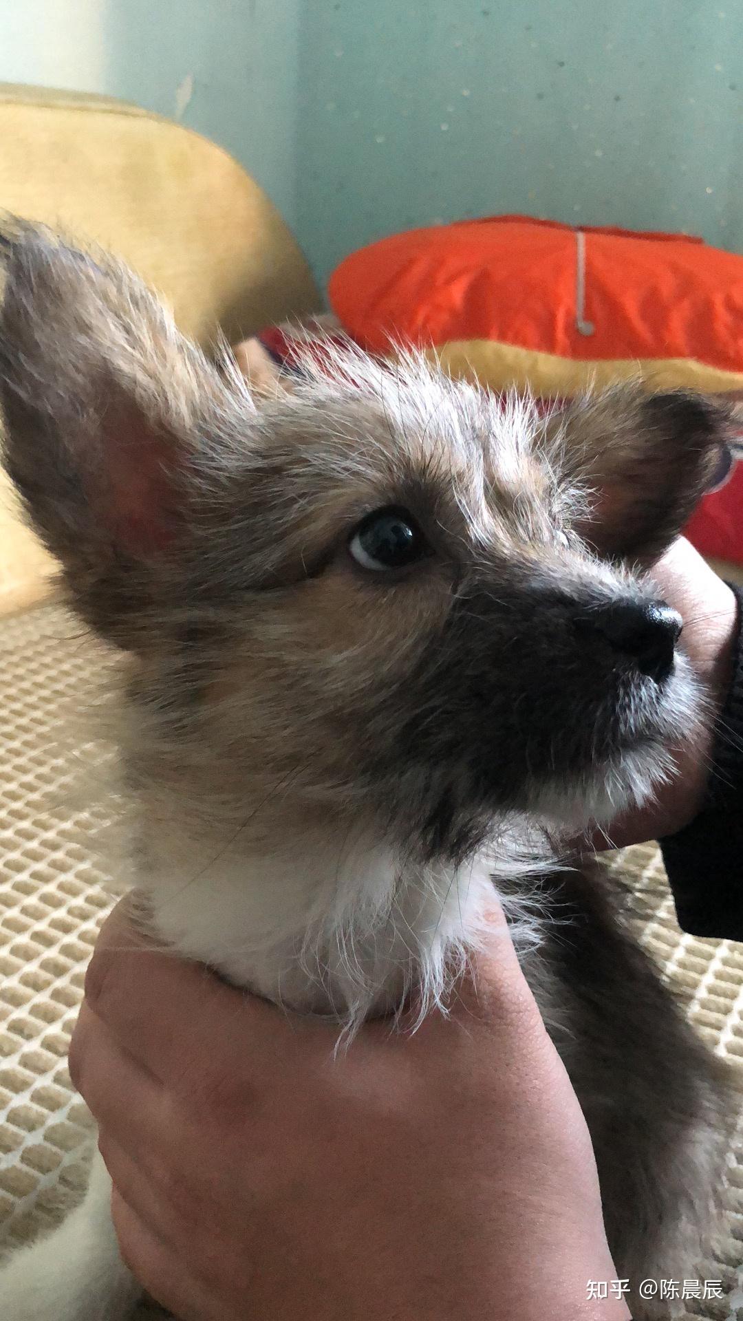 柯基和雪纳瑞的串什么样黄色的? - 知乎