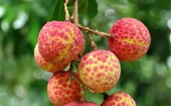 中国十大荔枝品种排行榜，荔枝的功效与作用 - 知乎