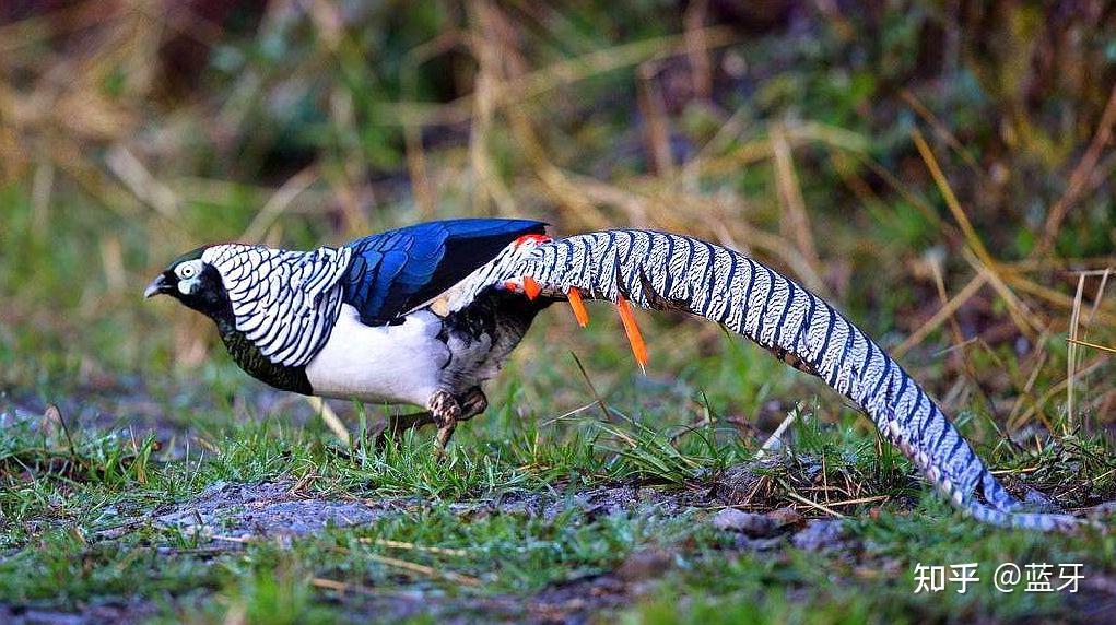 长尾巴白色鸟貌似像极了凤凰的感觉不知道是看花眼了还是2只鸟一起