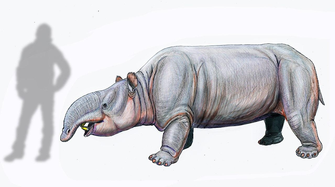 恳请专业人士介绍一下闪兽轮齿兽焦兽这几种古生物的化石考古发现以及