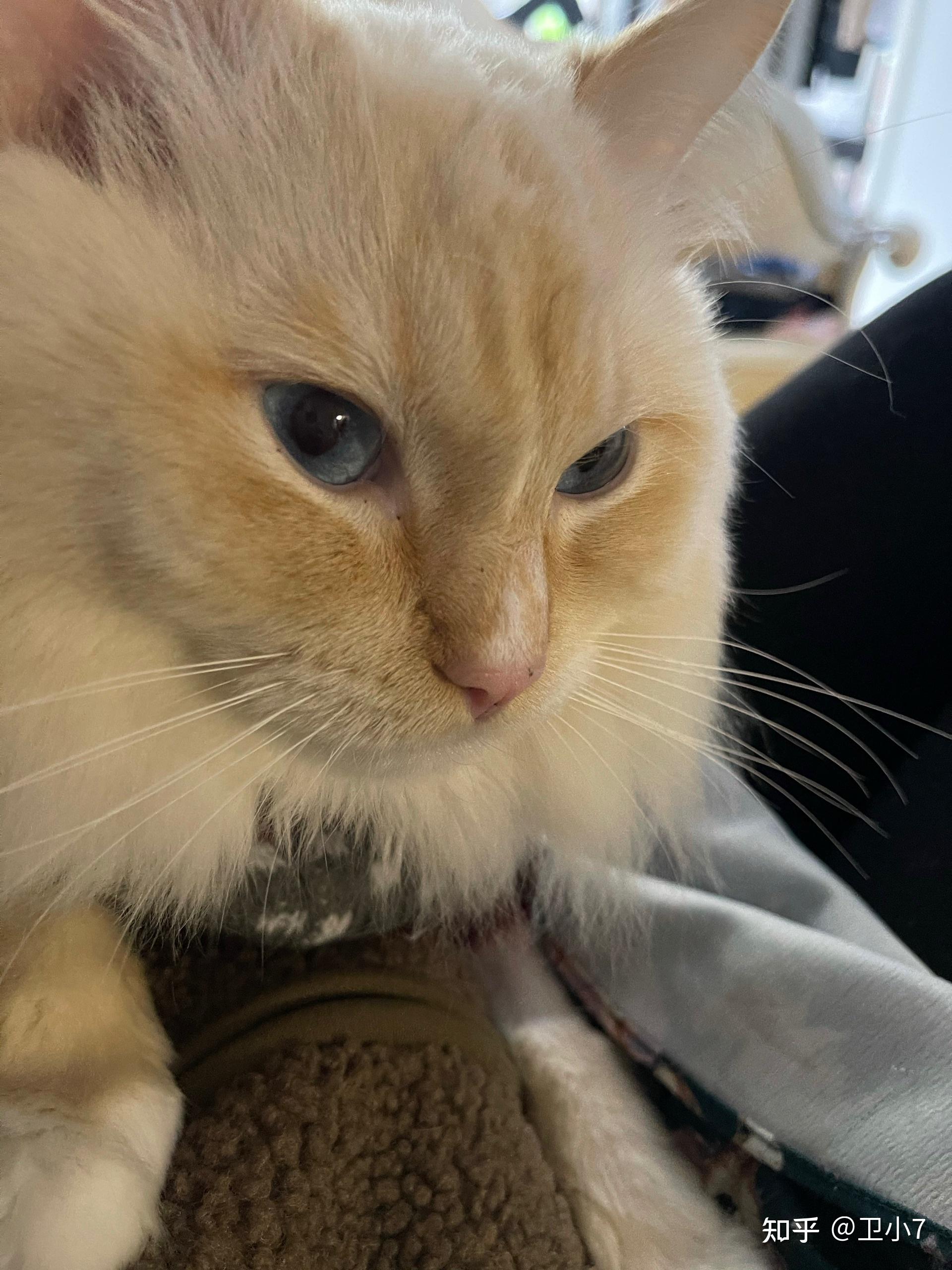 猫有眉毛吗? - 知乎