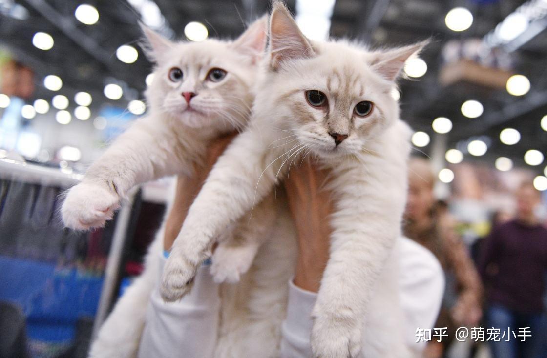 养猫是公的还是母的好?不对比,你都不知道 - 知乎