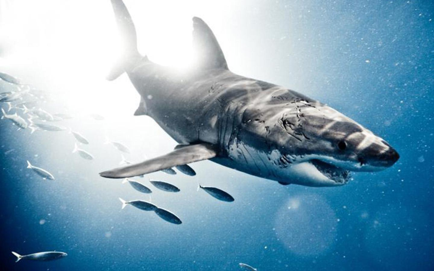 这有20个你绝对不知道的鲨鱼小秘密，你想不想提前知道一下？ - 知乎