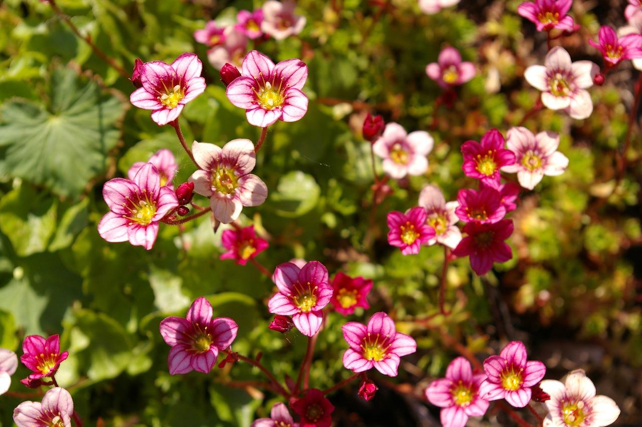 学区房投资潜力解析