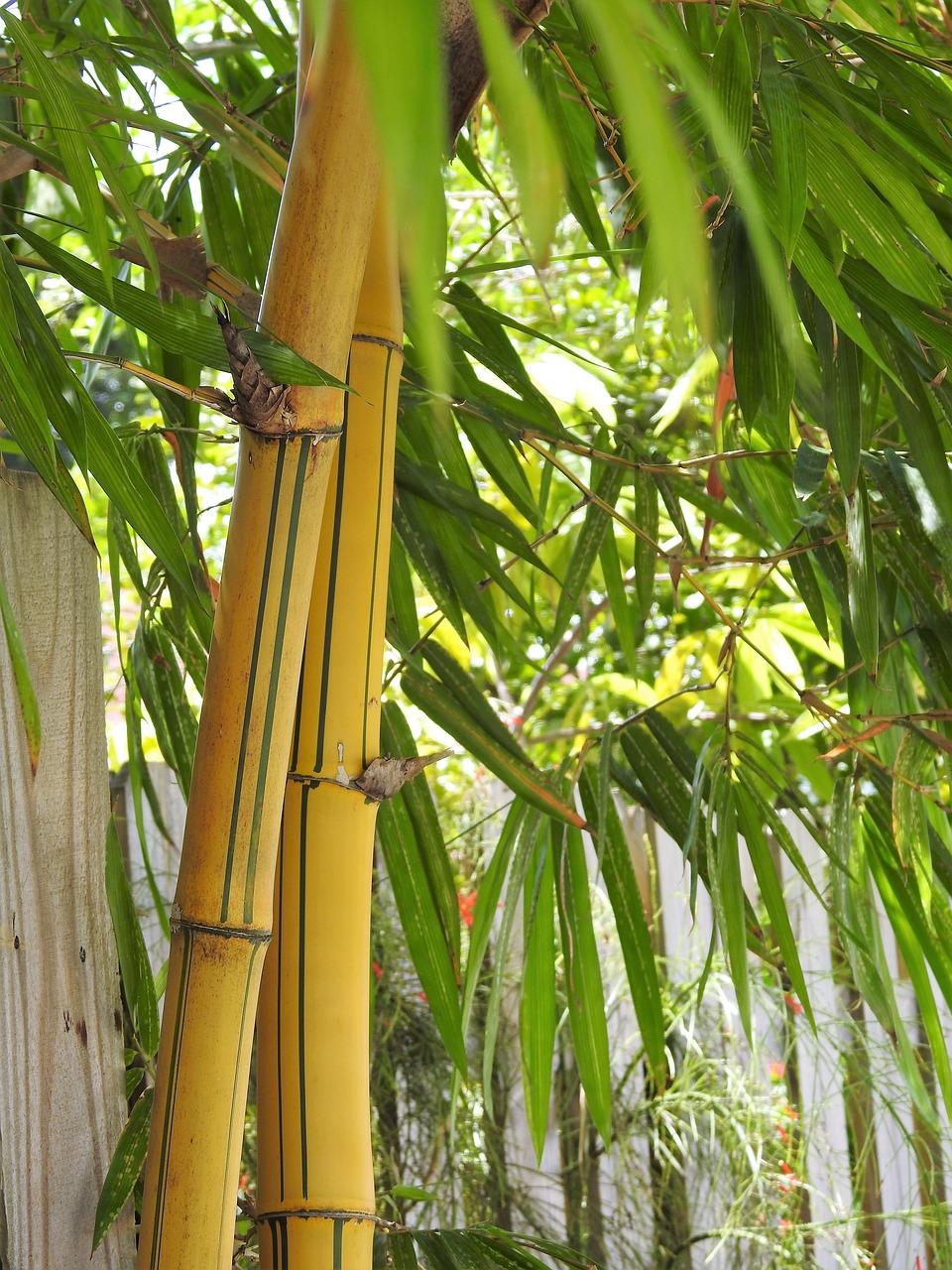 4. 藤株间距计算法