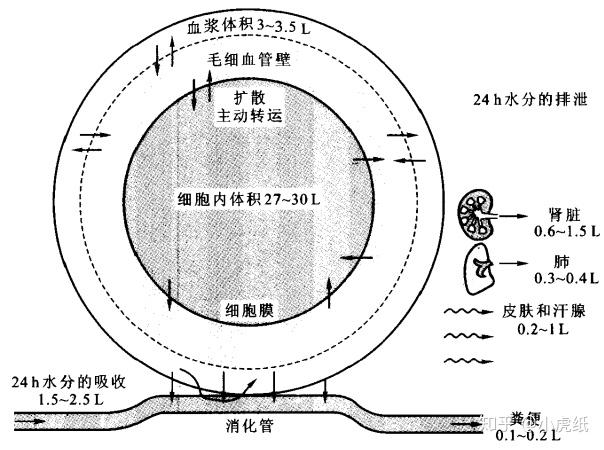 内环境到底是什么? - 知乎
