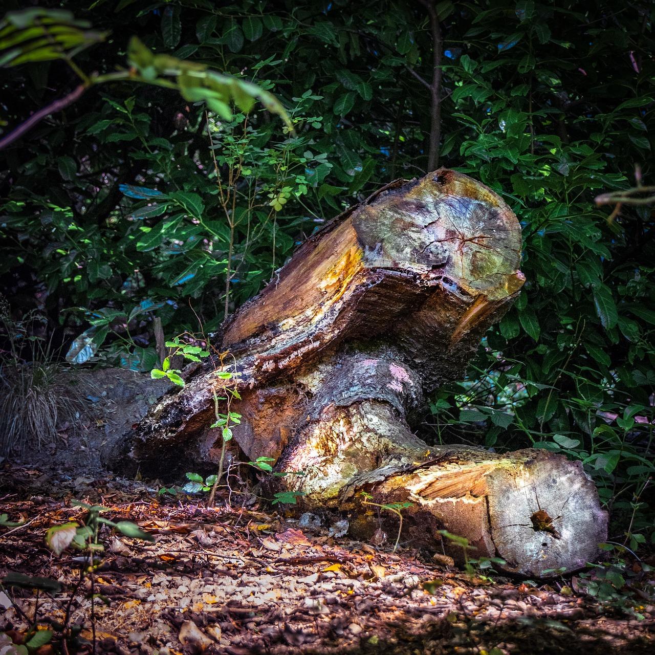 4. 树桩保存方法