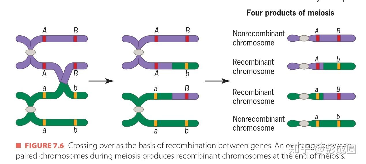 交叉互换能不能同一对换两次? - 知乎