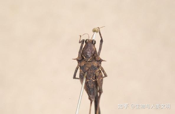 【动物界全系列】蚱总科—刺翼蚱科(下):羊角蚱 - 知乎