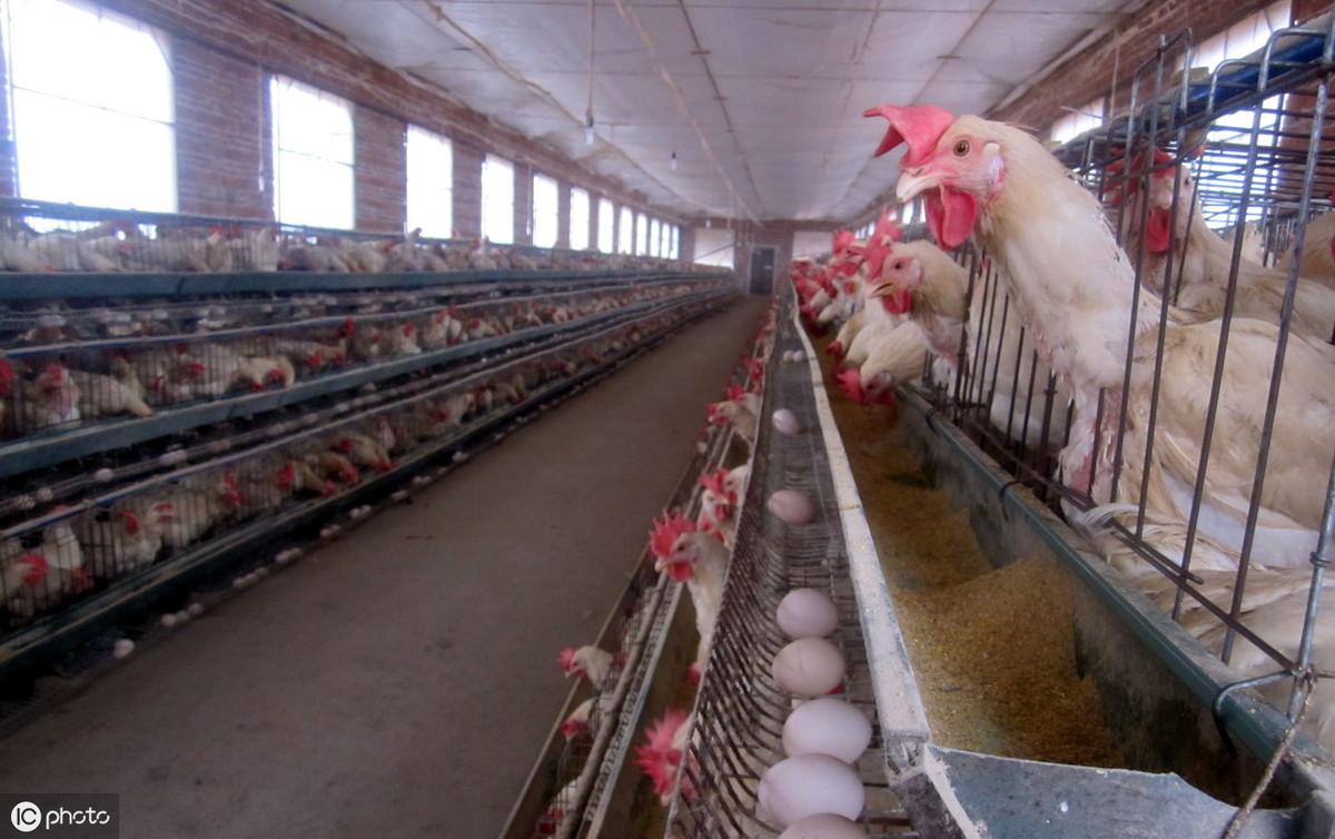 新手搞养殖养鸡的话有什么要注意的? 