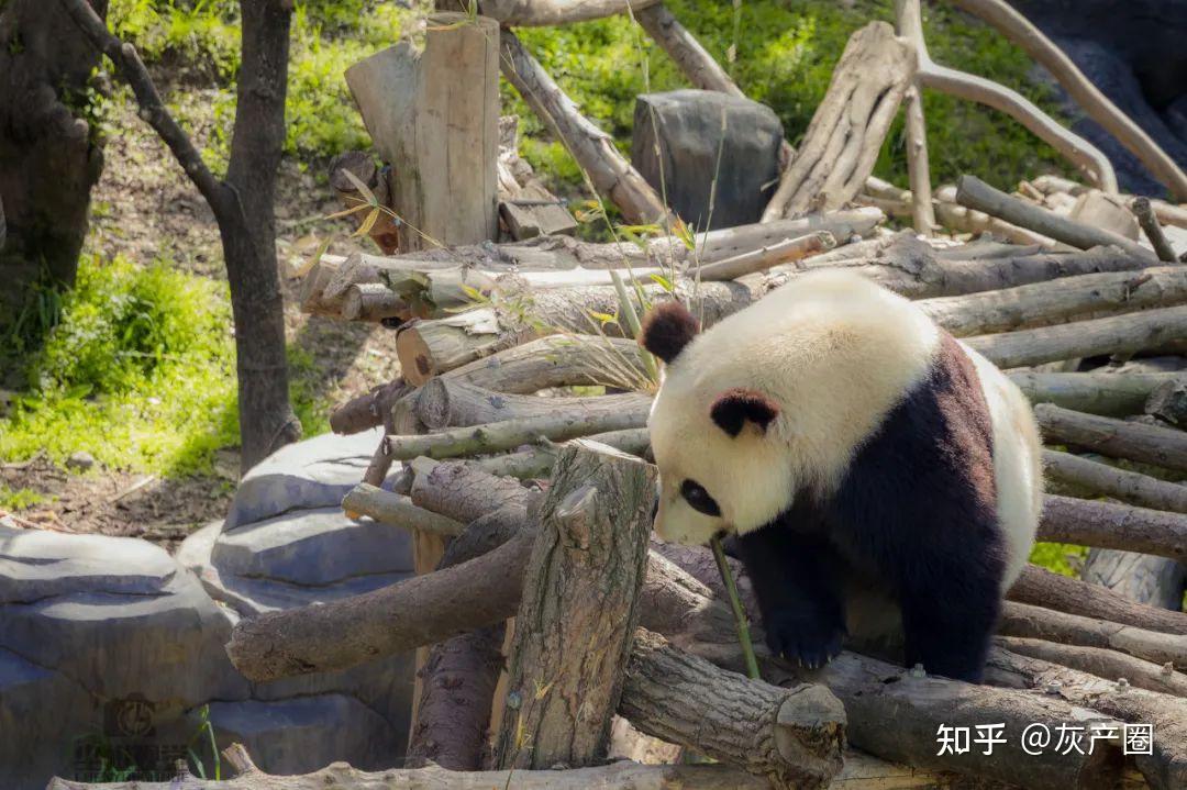 北京動物園已進行大熊貓丫丫回國準備工作孟菲斯動物園稱丫丫毛髮稀疏