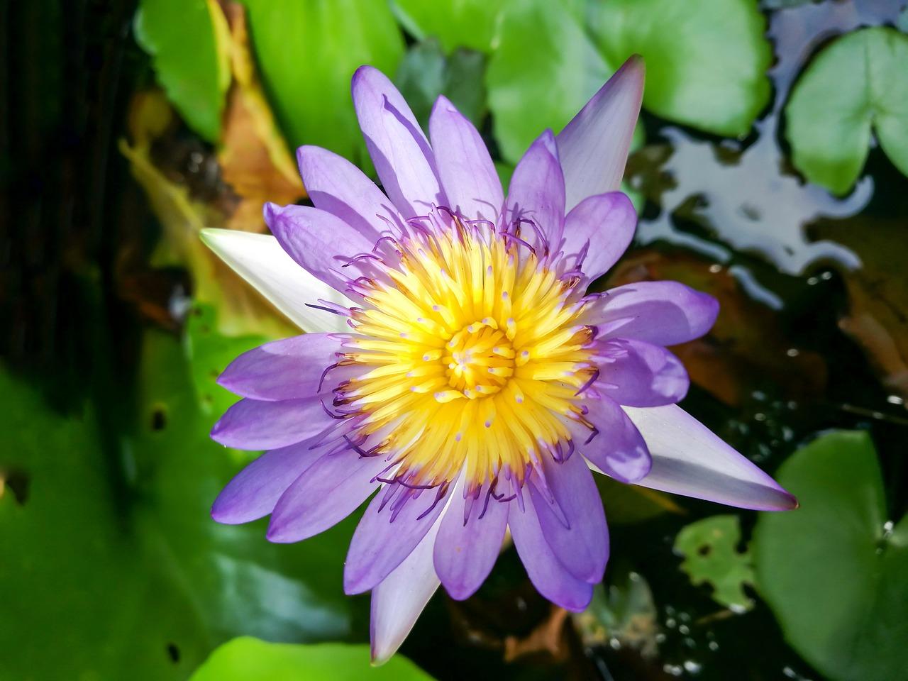 泳池温度多少适宜