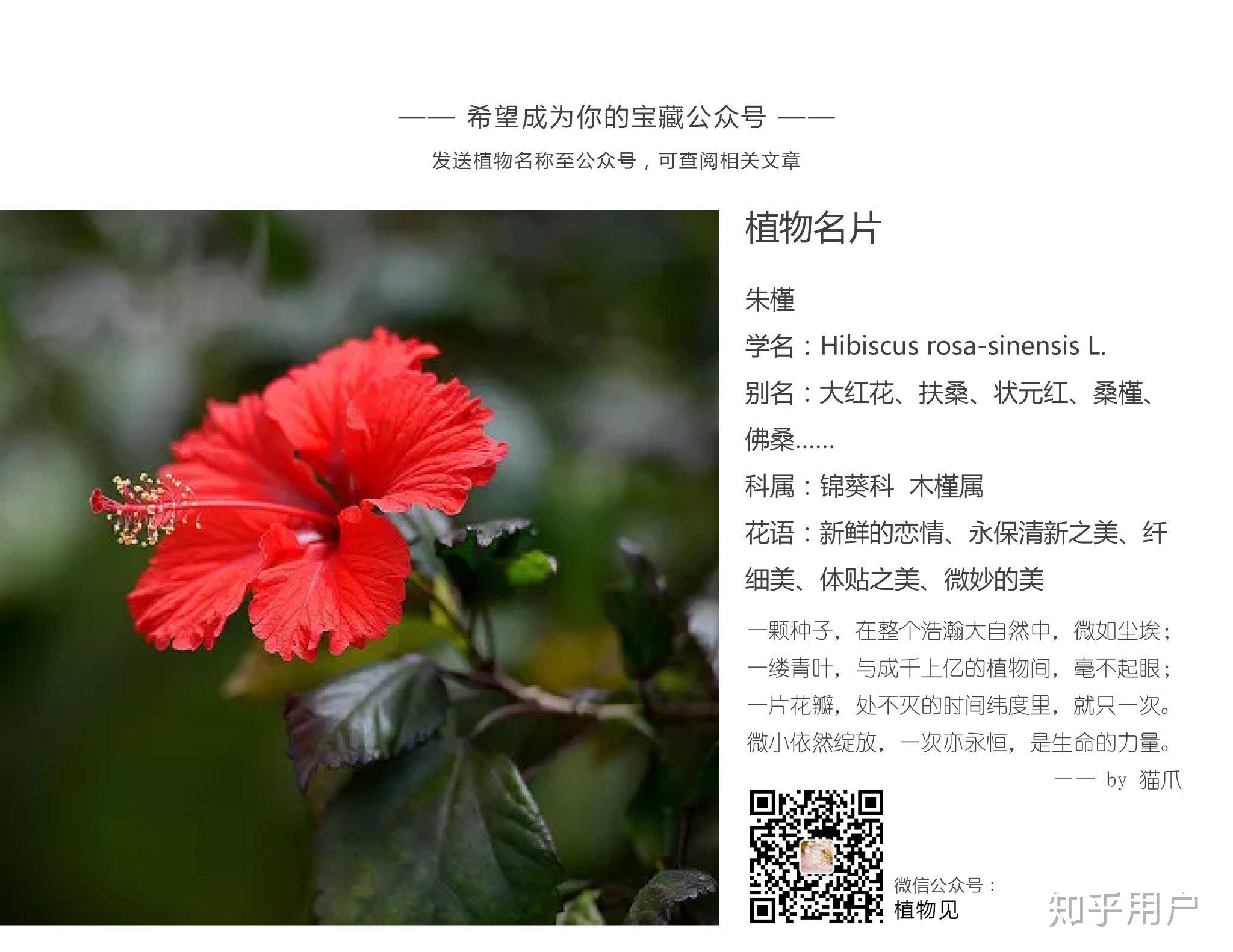 有没有什么植物花草本身就美名字很美寓意花语也很美的