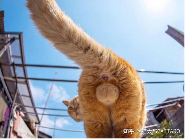 我家猫一个多月翘尾巴菊花那里还能闻到臭味求问是什么情况
