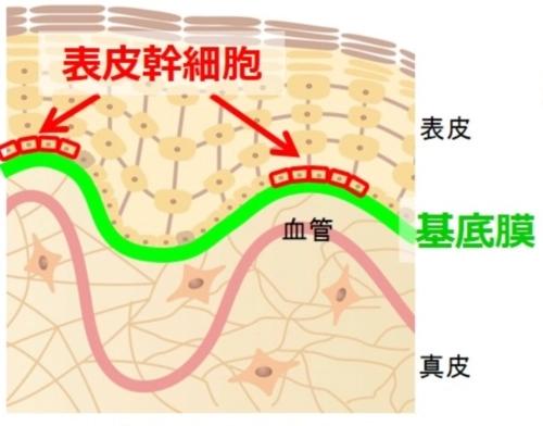 【兰肤妍小课堂】—基底膜结构功能及损伤分析 - 知乎
