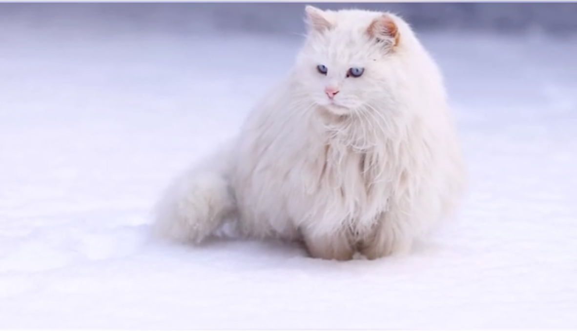 关于狮子猫的介绍,新手小白看这里!!! - 知乎