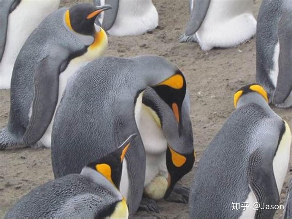 王企鹅”物种指南- 知乎